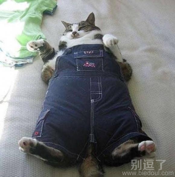 一只很有喜感的肥猫 一只很有喜感的肥猫