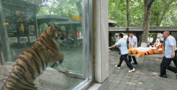 为了不让老虎越狱,给的下马威,你们是在侮辱老虎的智商 为了不让老虎越狱,给的下马威,你们是在侮辱老虎的智商