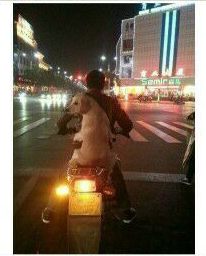 我觉得这狗的身体里住着一个人。