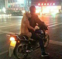 我觉得这狗的身体里住着一个人。