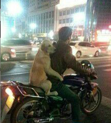 我觉得这狗的身体里住着一个人。