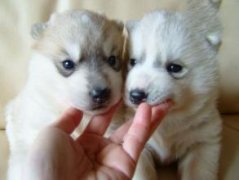 真的好可爱哦! 真的好可爱哦!