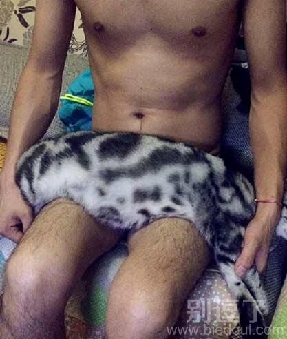 刚买的豹纹内裤,好看吧? 刚买的豹纹内裤,好看吧?