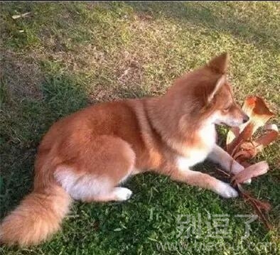 带你们见识一下狗界的花花公子 带你们见识一下狗界的花花公子