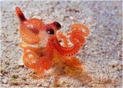 小章鱼透明晶莹 小章鱼透明晶莹