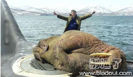 战斗民族的宠物啊 战斗民族的宠物啊