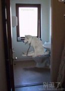 狗狗也文明了，人类要加油