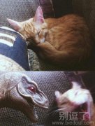 正在睡懒觉的小猫。 正在睡懒觉的小猫。