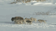 就怕狗一样的哥们 就怕狗一样的哥们