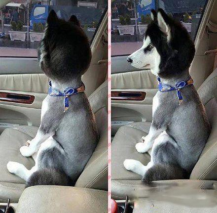 “主人你已经失去你的宝宝了”