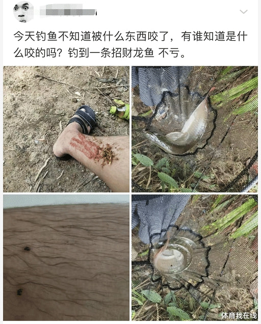 “钓鱼被咬了一口,谁知道这是什么咬的?”哈哈哈哈评论区却炸锅了! “钓鱼被咬了一口,谁知道这是什么咬的?”哈哈哈哈评论区却炸锅了!