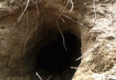 狗狗倒车务必注意 狗狗倒车务必注意