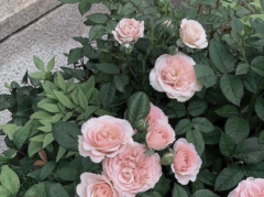 激励着你前行的励志语录大全 写给拼搏的你的文案