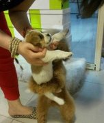 好可爱的汪星人呀!