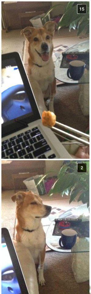 萌宠图片:这是一只高傲的汪星人! 萌宠图片:这是一只高傲的汪星人!