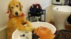 萌宠图片这狗狗真不错，还能帮主人洗头发呢？