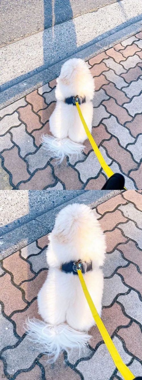 狗狗的屁屁真的好翘。