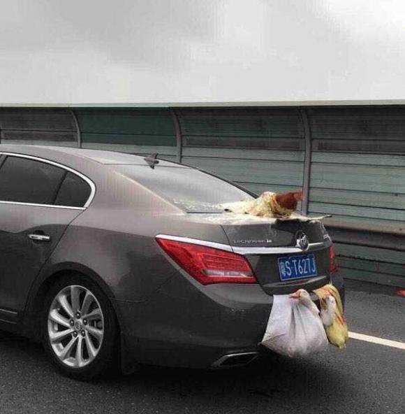 任性轿车车主带鸡鸭跑高速（后置发动＂鸡”双涡轮增“鸭”）！想成网红原来这么简单，弄几只鸡鸭鹅就行了