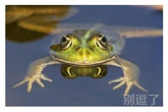 一只鸽子和一只青蛙相见了