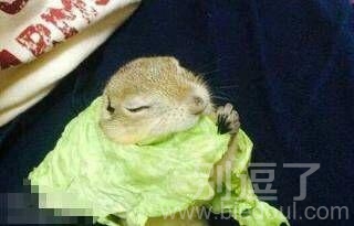 饿了还可以吃呢... 饿了还可以吃呢...