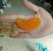 这么吃橘子，好累啊