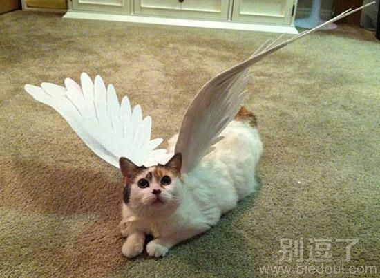 带着翅膀的喵星人。 带着翅膀的喵星人。