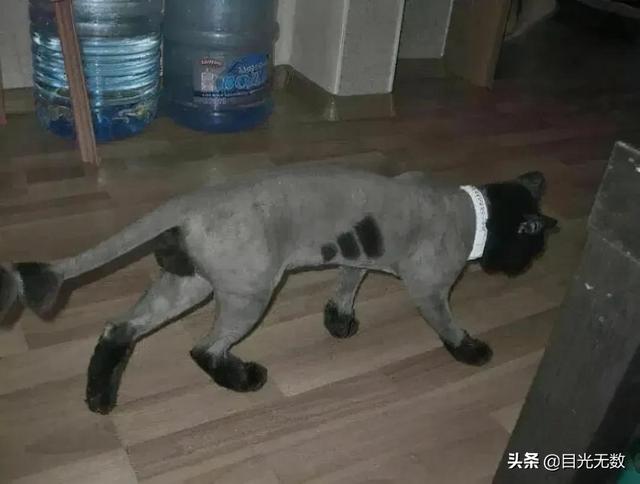 搞笑图片:举头望明月,低头会撞车 搞笑图片:举头望明月,低头会撞车
