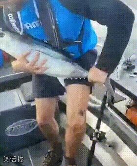 让你做金枪鱼没让你做筋膜枪 让你做金枪鱼没让你做筋膜枪