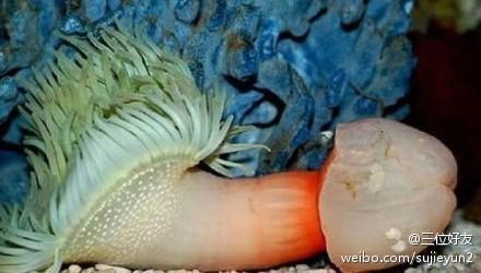 这是什么海洋生物