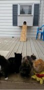 流浪猫的家