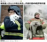 俄罗斯猫猫也是如此的暴躁呢