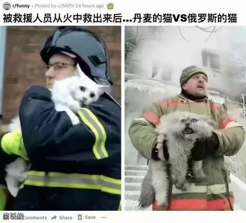 俄罗斯猫猫也是如此的暴躁呢