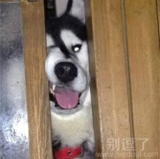 铲屎的，你是不是背着我偷吃好吃的