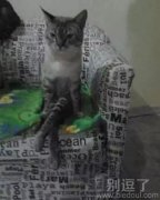 本猫很生气，后果很严重
