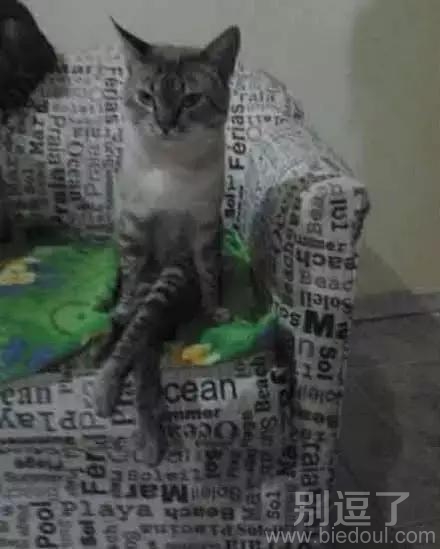 本猫很生气，后果很严重