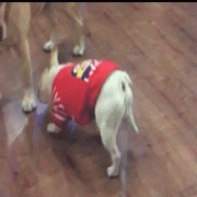 没想到汪星人也会碰瓷