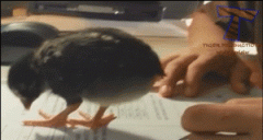 把小鸡放到桌上，结果。。