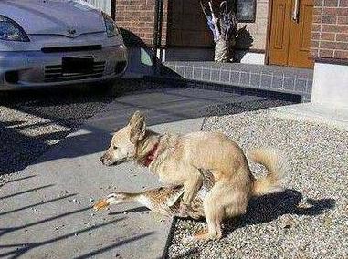 再次认证了 真爱无种族啊 再次认证了 真爱无种族啊