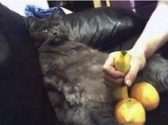 真搞不懂你们人类在闹哪样