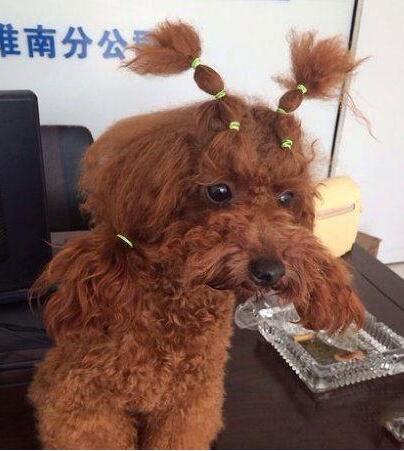 女主人没事儿总是捯饬我
