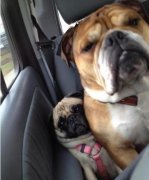 和胖子坐一辆车 和胖子坐一辆车