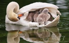 小时候，母亲是一条大船