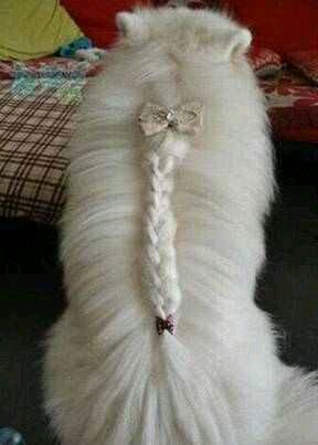 考虑过猫的感受么? 考虑过猫的感受么?