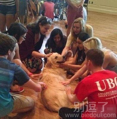 汪星人看起来很开心啊! 汪星人看起来很开心啊!