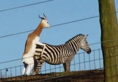 动物也疯狂 动物也疯狂