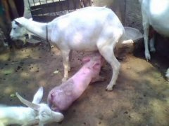 典型的有奶就是娘