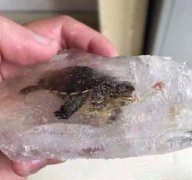把乌龟放在了阳台上，结果变成了这个样子！