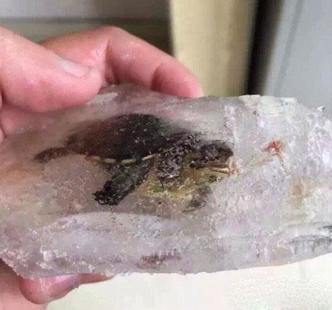 把乌龟放在了阳台上，结果变成了这个样子！