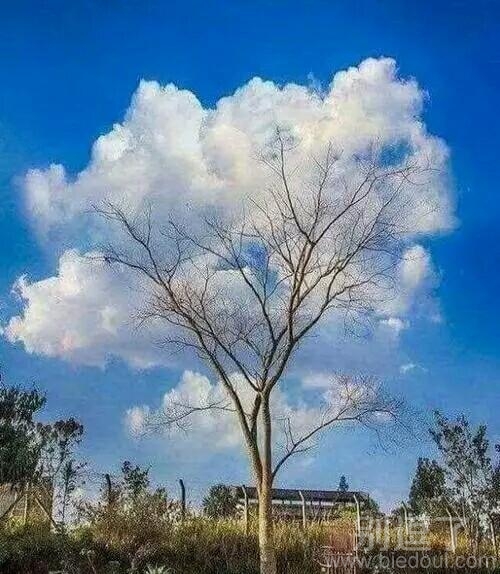 这棵树长得很环保
