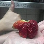 小红熊，草莓！